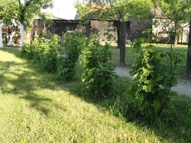 Кусты малино-ежевики Тэйберри (Tayberry)