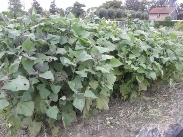 Якон (Smallanthus sonchifolius)