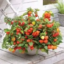 Декоративный физалис