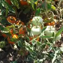 Томат Китано желтый на поле.