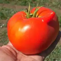 Томат