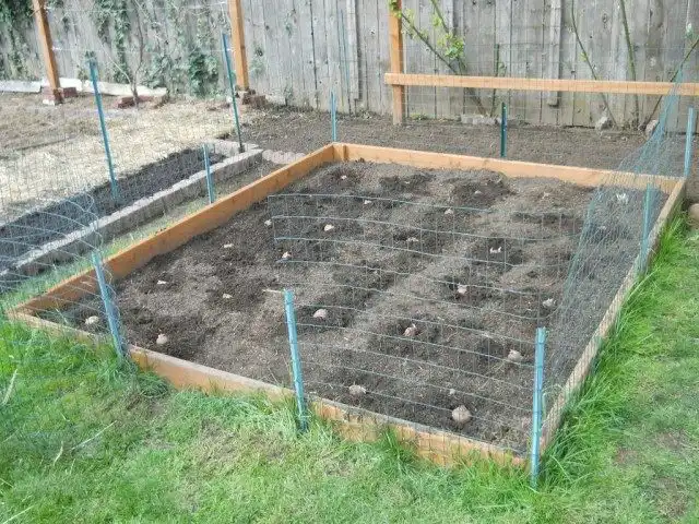 Расчищаем участок под посадку и раскладываем картофель