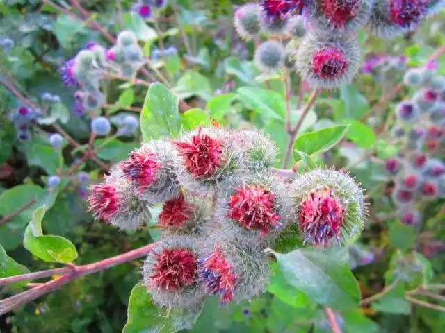 Лопух (Arctium)