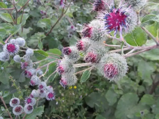 Лопух (Arctium)