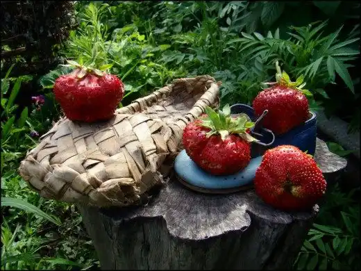 Земляника садовая, Клубника. Сорт Чамора Туруси.