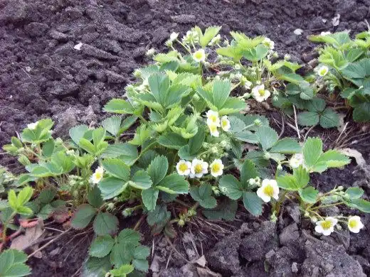 Земляника садовая, Клубника