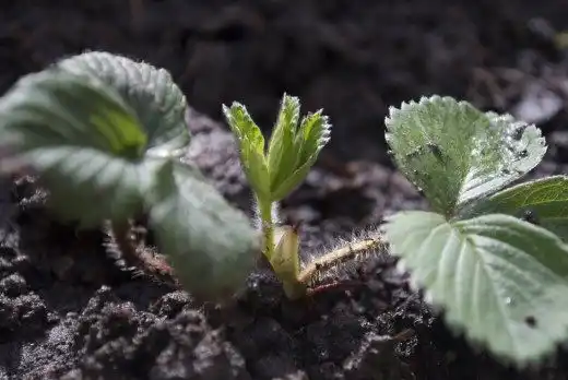 Земляника садовая, Клубника