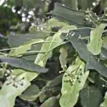 Липовый цвет