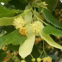 Липовый цвет