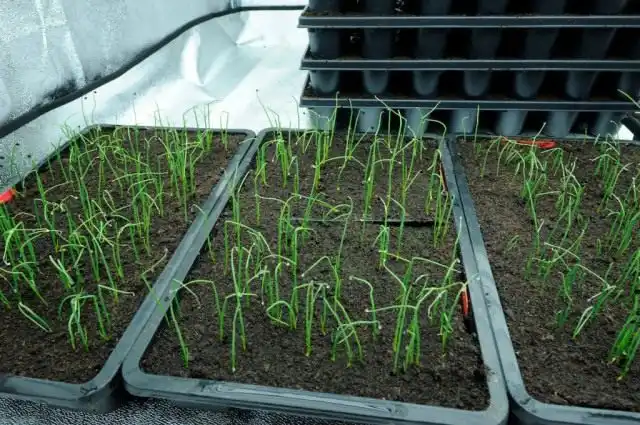 Выращивание лука репчатого рассадным способом