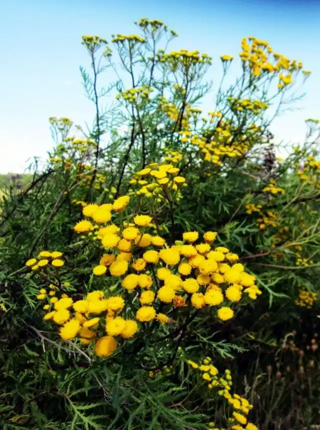 Пижма обыкновенная (Tanacetum vulgare)