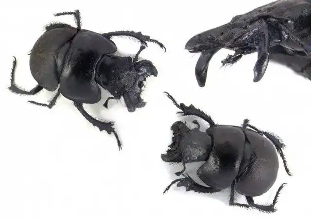 Кравчик-головач