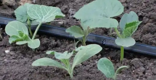 Капельный полив