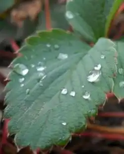 Верхний полив грозит ожогами листьев