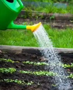 Растения любят тёплую воду