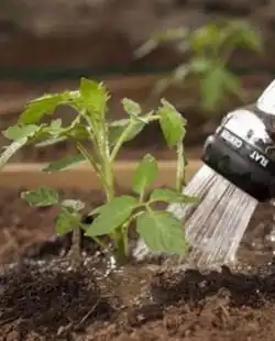 Правильный полив под корень