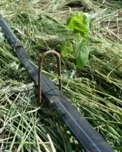 Фиксируем капельную ленту