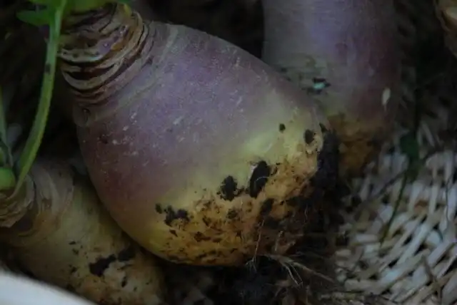 Употребление брюквы в пищу значительно повышает иммунитет