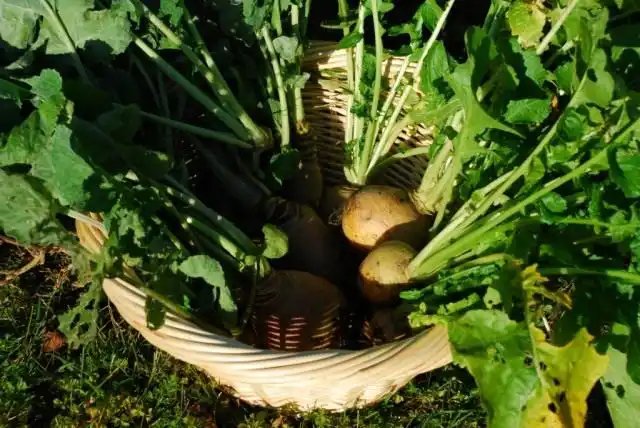 Люди выращивали брюкву с древнейших времен