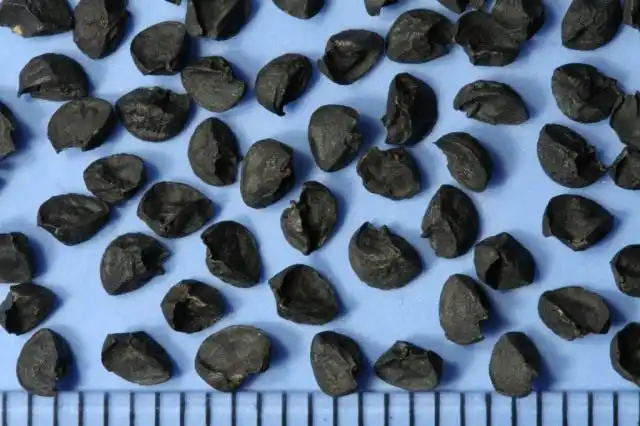 Семена лука