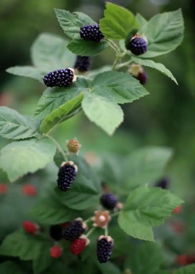 Ежевика (Blackberry)