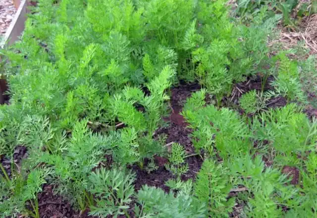 Всходы моркови