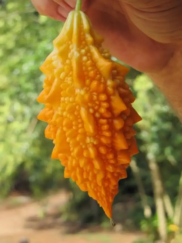 Зрелый плод момордики харанция