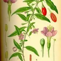 Дереза обыкновенная. Ботаническая иллюстрация из книги О. В. Томе «Flora von Deutschland, Österreich und der Schweiz», 1885