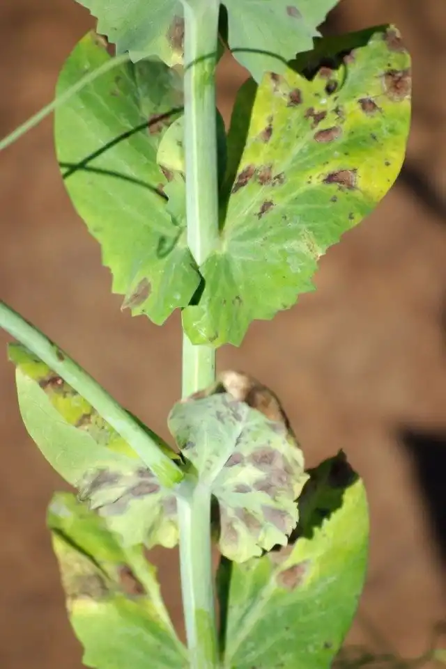 Аскохитоз (Ascochyta)