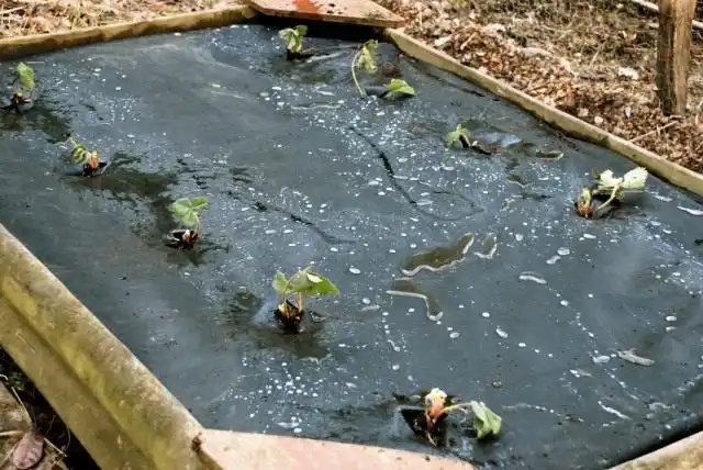 Посадка клубники под плёнку