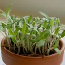 Рассада томата — день 10