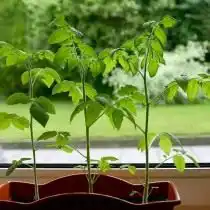 Рассада томата — день 51