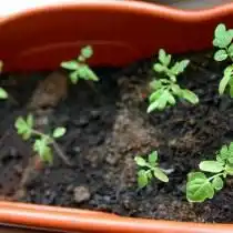 Рассада томата — день 27