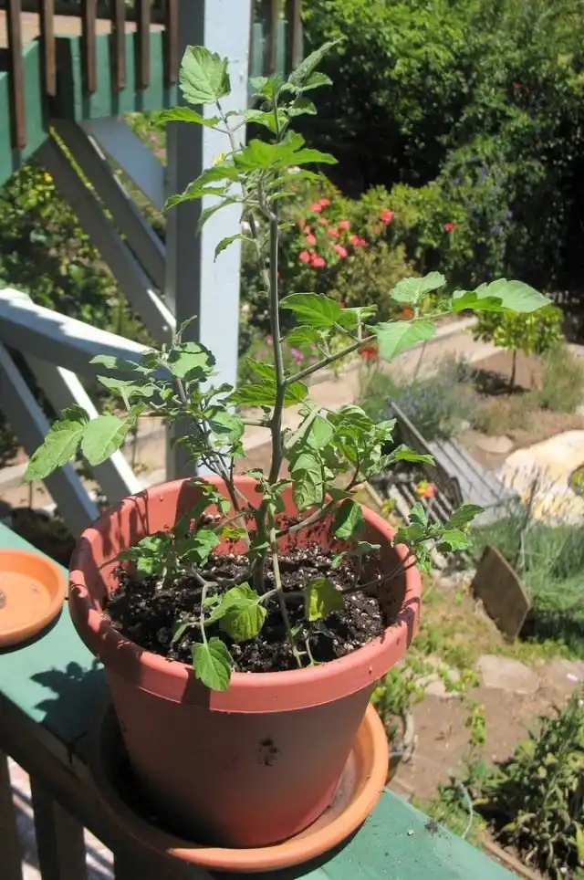 Томат в горшке