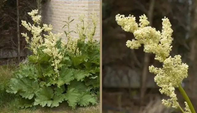 Ревень, общий вид на цветущее растение (справа) и соцветия (слева)