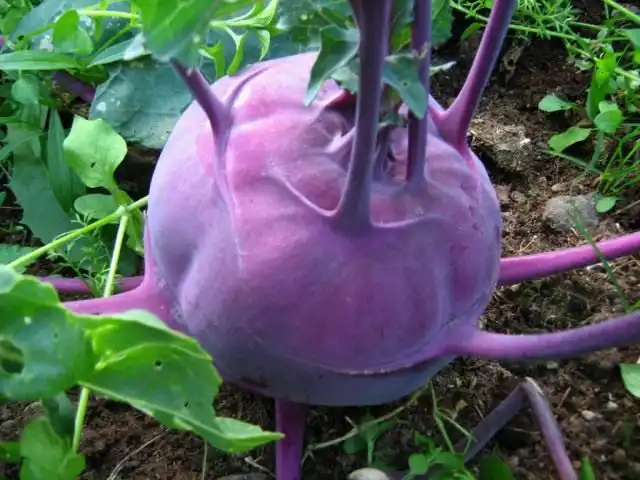 Кольрабі -