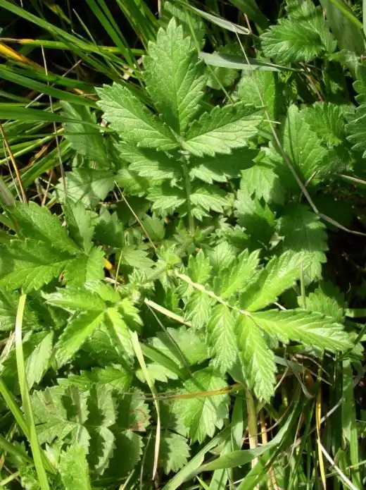 Репешок обыкновенный