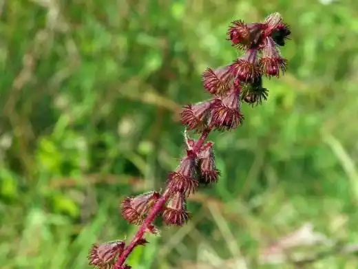 Репешок обыкновенный