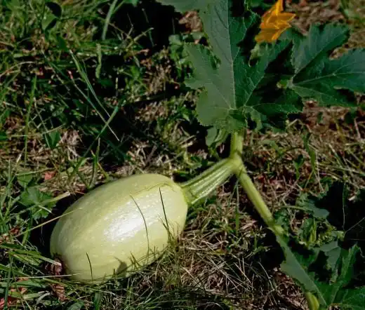 Кабачок. Цукіні. Догляд,
