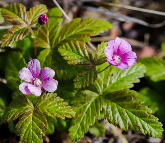 Княженика обыкновенная (лат. Rubus arcticus)