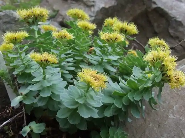 Золотий корінь - родіола рожева.