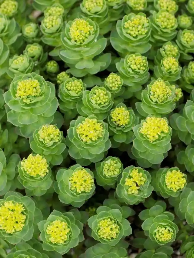 Родиола розовая, золотой корень (Golden Root)