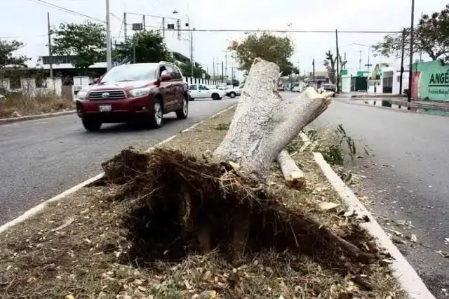 Деревья в городе