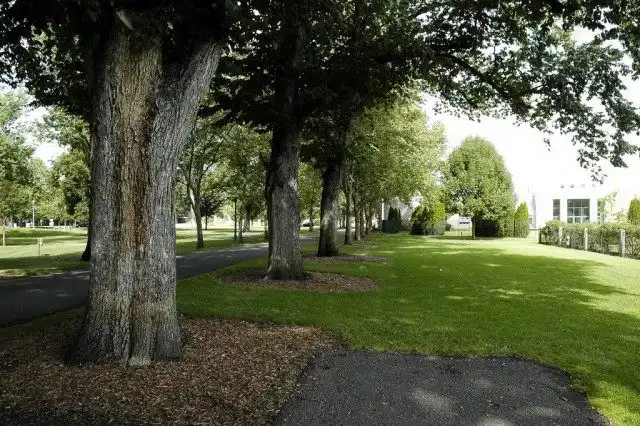 Деревья в городе