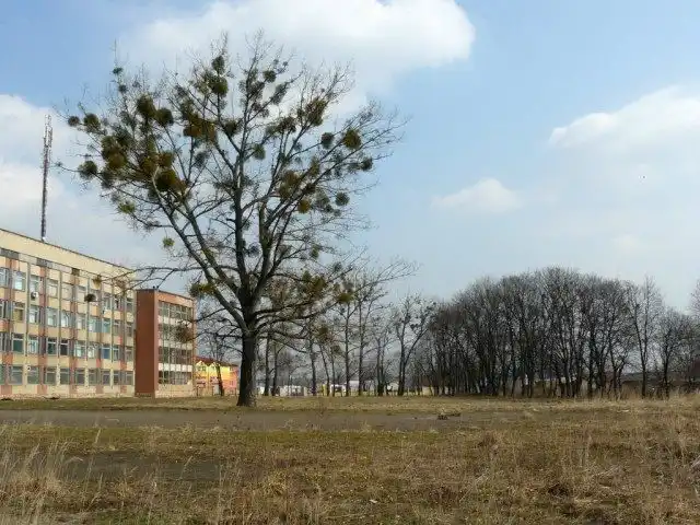 Деревья в городе