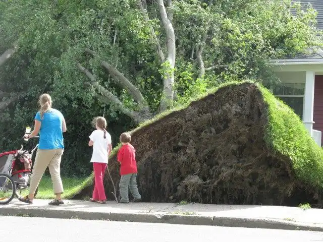 Деревья в городе
