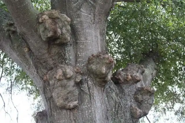 Деревья в городе