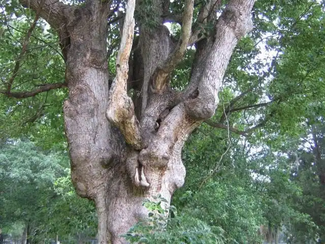 Деревья в городе