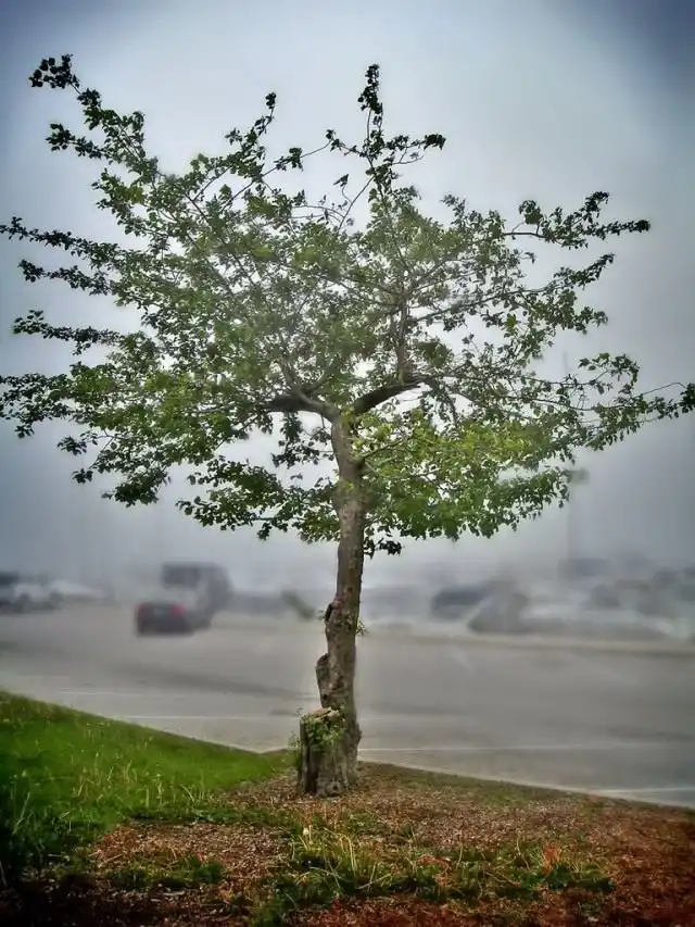 Деревья в городе