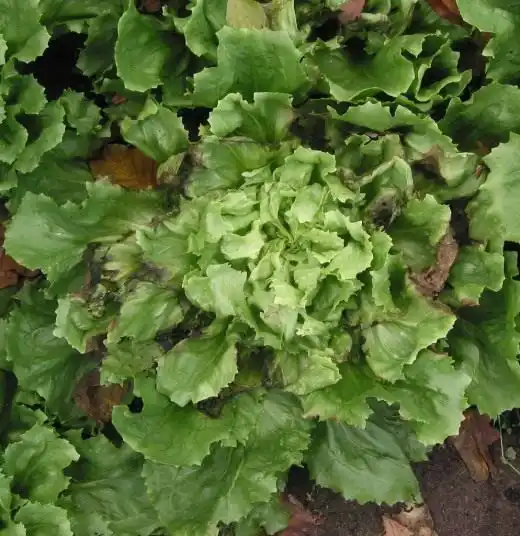 Эндивий, Цикорий салатный